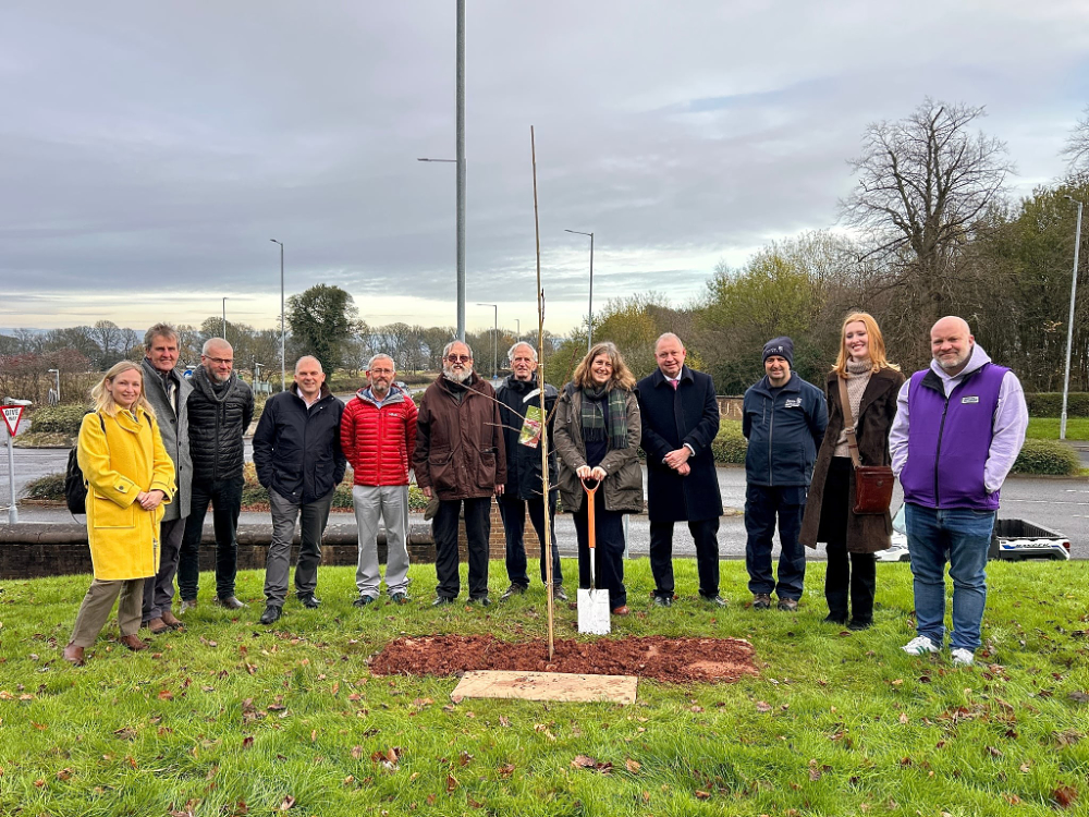 Planting new cherry trees Nov 2025